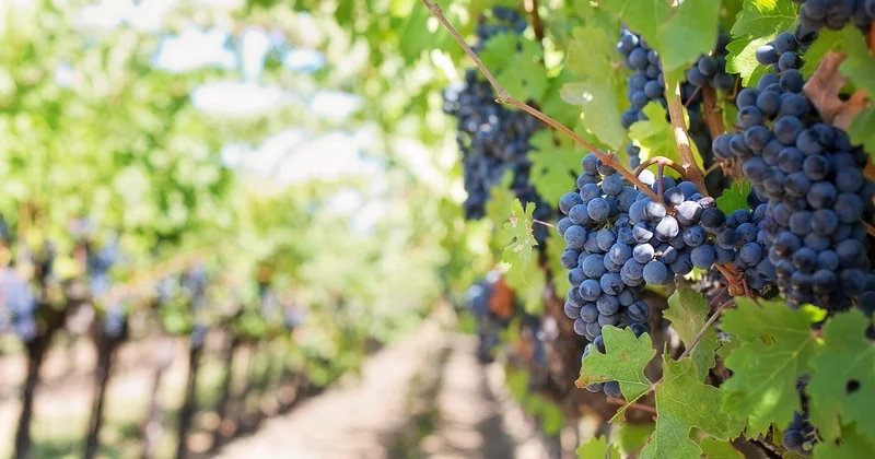 Les zones méconnues du vignoble bordelais : là où se cachent les pépites